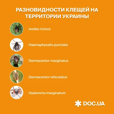Югосетпотребнадзор выяснил, какие виды клещей обитают в Южной Осетии -  10.06.2021, Sputnik Южная Осетия