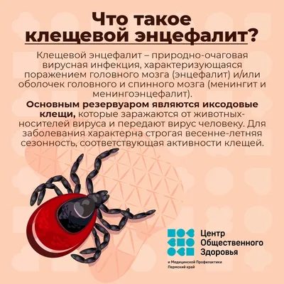 Открыты новые виды клещей, которые могут вызвать чуму - 15.05.2023 –  Форпост Севастополь