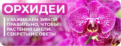 Фаленопсис орхидея: уход в домашних условиях, фото, виды, сорта, пересадка,  размножение, болезни и вредители цветка