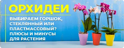 Орхидеи зимой: ухаживаем правильно, чтобы растения цвели – секреты и советы