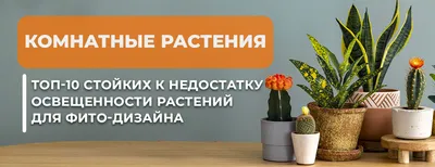 5 лучших комнатных растений для начинающих - КРОНА