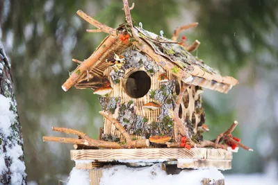 Чем кормить птиц: виды корма для кормушек читать в блоге —интернет магазин  декора для дома Cosy Home