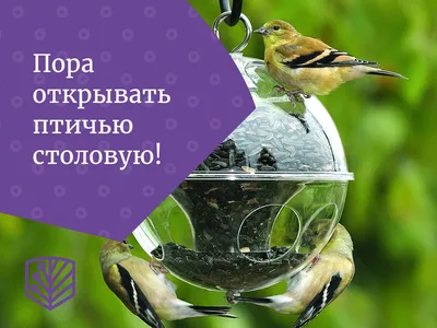 Как привлечь птиц к кормушке в городе и деревне | Полезно (Огород.ru)