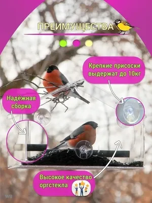Дикая сетчатая металлическая подвесная сова в форме металлической кормушки  для птиц садовый декор - купить с доставкой по выгодным ценам в  интернет-магазине OZON (994947399)