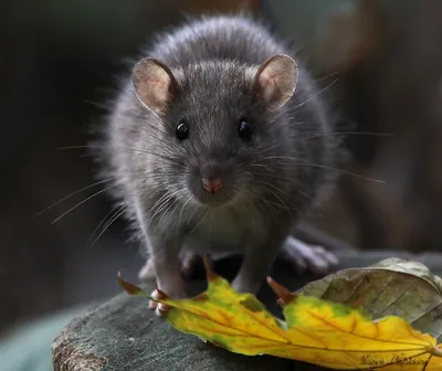 Кенгуровая крыса » ЯУстал - Источник Хорошего Настроения