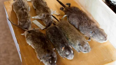 Крысы в огороде: 3 проверенных способа борьбы