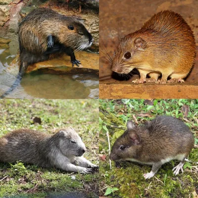 Самые распространенные виды мышей
