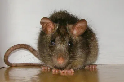 Учёные собираются возвратить вымерших островных крыс | Пикабу