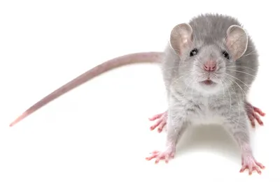 Шиншилловые крысы — Википедия