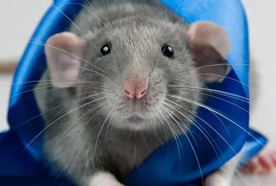 Щетинистые крысы — Википедия
