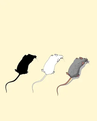 Крысы Дамбо и их виды | Мир крысок Дамбо | Дзен