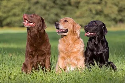 Лабрадор-ретривер: все о собаке, особенности породы, фото, описание породы,  характер, цена