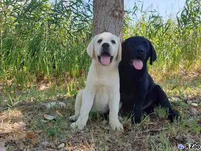 Pin by Людмила Бауск on Хвостатики | Labrador retriever, Labrador, Yellow  lab puppies