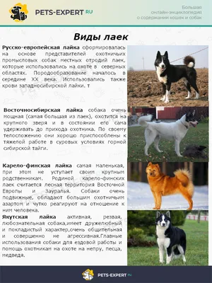 Все виды лаек (44 фото) - картинки sobakovod.club