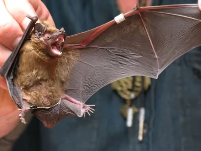 Летучие мыши-вампиры впервые адаптировались к человеческой крови