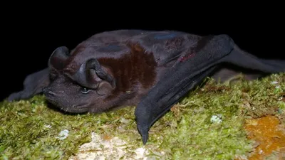 Международная ночь летучих мышей - Приокско-Террасный государственный  природный биосферный заповедник