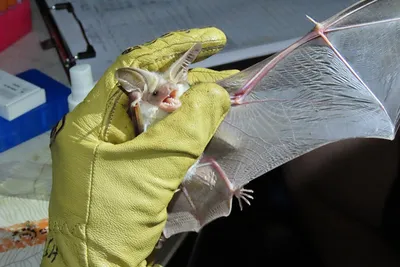 Летучая мышь — Фото, описание. Животные Краснодарского края