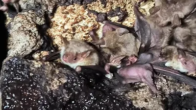 У африканских летучих мышей нашли «сибирского» клеща