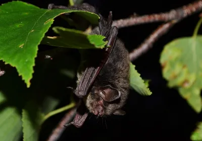 Ученые обнаружили новый вид клеща, паразитирующий на летучих мышах —  Пензенский государственный университет