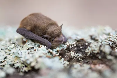 Разрушение мест обитания летучих мышей грозит появлением нового  коронавируса - Российская газета