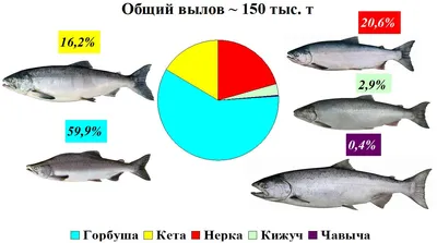 Доброфлот - [Участвуют все!] #Опросы Тест на внимание 😉 Перед вами самые  популярные виды лососевых рыб, которые продаются в Росии. Сможете ли вы  угадать название рыбы по внешнему виду?))) Победителю +100 к