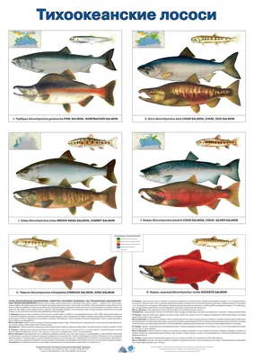 Тихоокеанские виды лососевых.