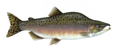 Уникальные характеристики Steelhead реки Колумбия