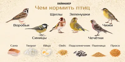 Птицы Алматы: где и как лучше за ними наблюдать