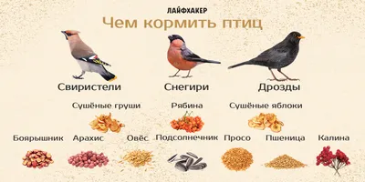 Птицы Эстонии