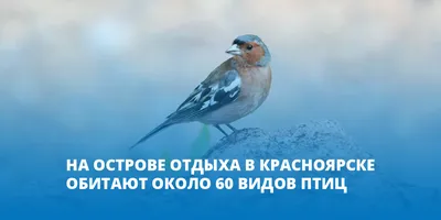 Особенности поведения мелких певчих птиц в период осенней миграции |  Куршская Коса - национальный парк