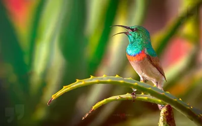 В погоне за синей птицей: что мечтают найти орнитологи на Курильских  островах - Новости РГО