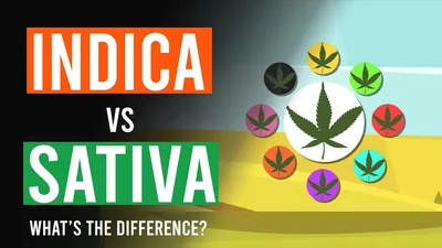 Виды марихуаны: Сатива vs Индика
