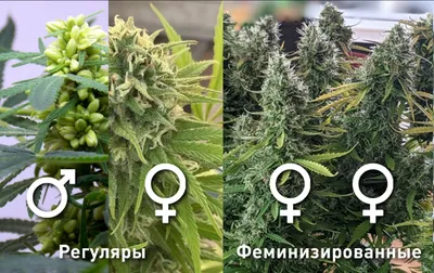 Как выбрать качественные семена марихуаны с доставкой в Киеве и по Украине?