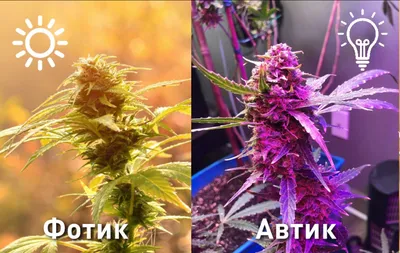 Виды Конопли Марихуаны Sativa Лист С Текстом — стоковая векторная графика и  другие изображения на тему Векторная графика - Векторная графика,  Вертикальный, Иллюстрация - iStock