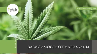 Цветы конопли для нетерпеливых садоводов, типы марихуаны - Sativa, Indica и  Ruderalis стоковое фото ©vasilevkirill 190488164