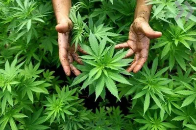 Германия: грядёт легализация потребления марихуаны | eurotopics.net