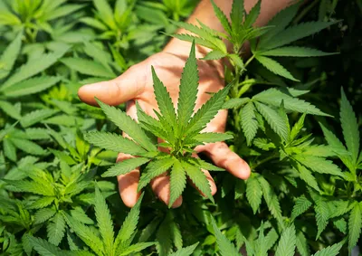 В Нью-Йорке легализовали употребление марихуаны в немедицинских целях -  Газета.Ru