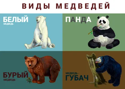 Иллюстрация Виды медведей в стиле плакат | Illustrators.ru