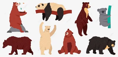 медведи виды коала медведь панда PNG , живая природа, а также, Набор PNG  картинки и пнг рисунок для бесплатной загрузки