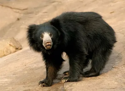 Топ-10 самых больших видов медведей в мире | Freeloader | Дзен