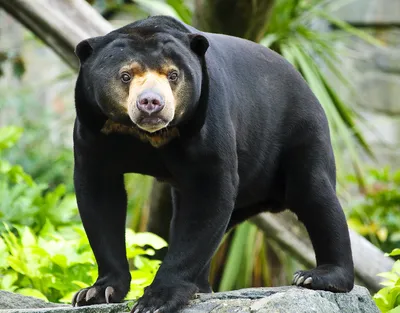 8 самых странных видов медведей