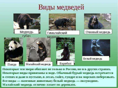 55 бурых и более 100 белогрудых медведей обитают в лесах юго-запада  Приморья - Статьи и репортажи РГО