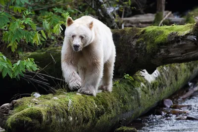 Силуэт вектора коллекции вида медведя в изоляции на белом фоне. Бурый  медведь Panda полярного медведя гризли черного медведя. Иллюстрация вектора  - иллюстрации насчитывающей погремушк, звероловство: 201401372