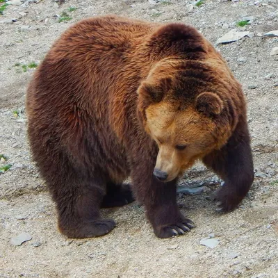 Ответы Mail.ru: Как образовались разные виды медведев?