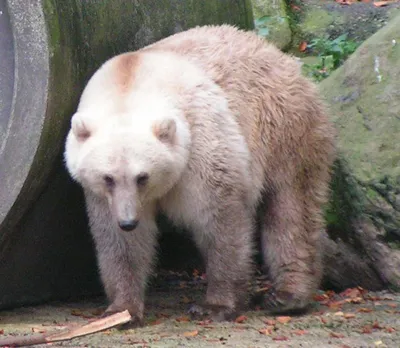 Виды медведей - 66 фото