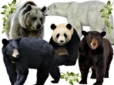 Мишка косолапый: 10 фактов о медведях