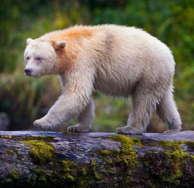 Самые большие виды медведей в мире