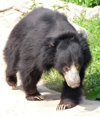 8 видов медведей, которых мы раньше не видели, а зря | Black bear, Bear,  Animals