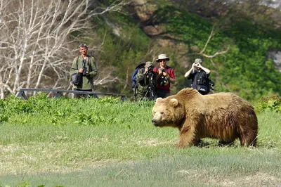 Фотокнига про 8 оставшихся видов медведей на Земле