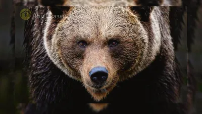 Опасности в походе: встреча с медведем. Предотвращение и защита